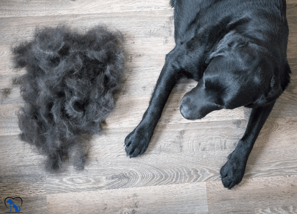 4 Vitamin Deficiency Causes Hair Loss in Dogs photo