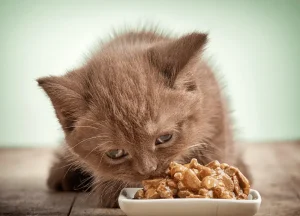 Read more about the article Aldi Cat Food Full Review In 2024