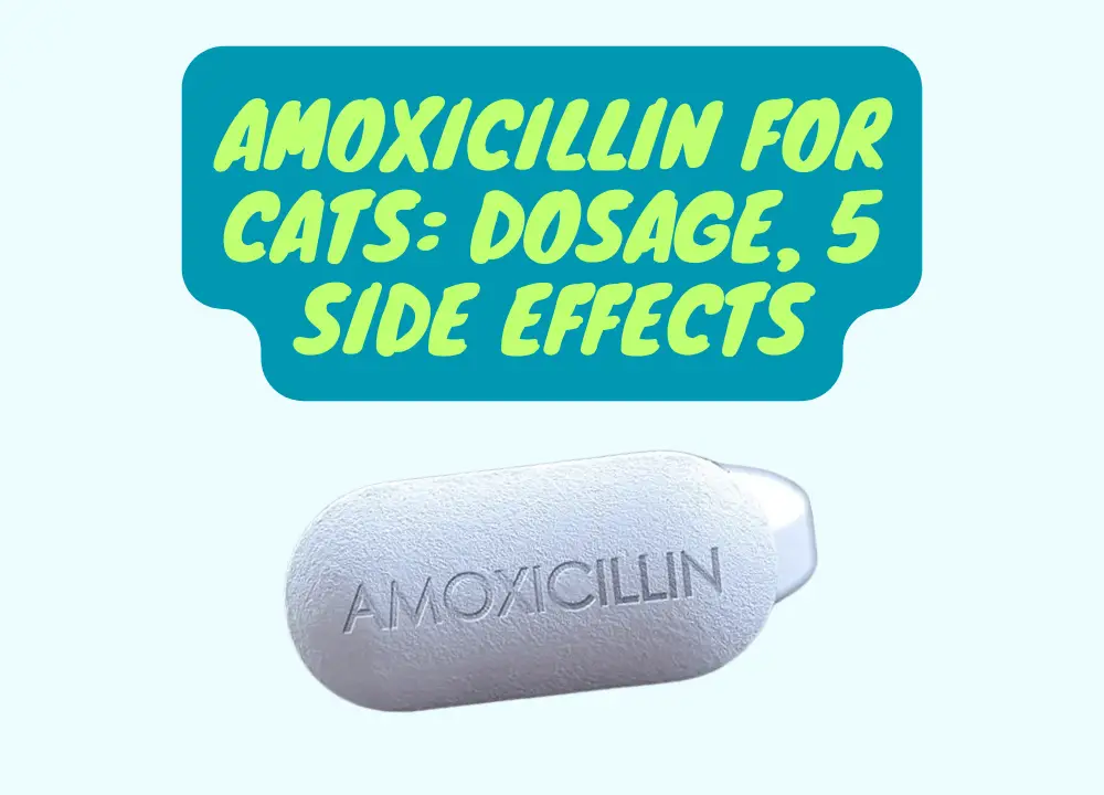 Amoxicillin For Cats Dosage, 5 Side Effects And More photo