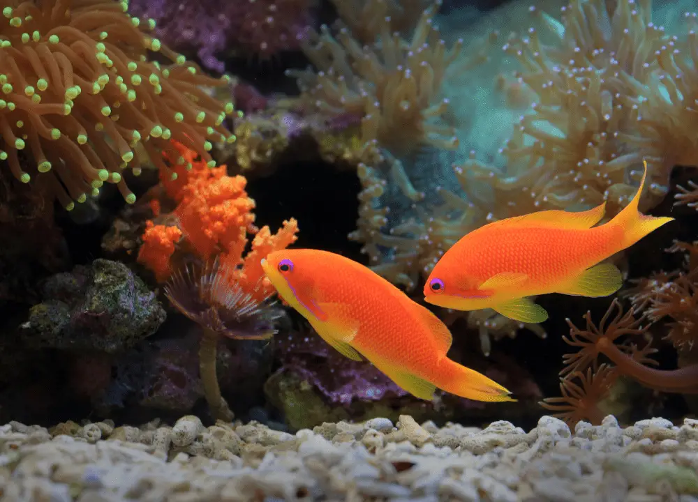 Aquarium Fish That Can Live in a 1 Gallon Tank photo