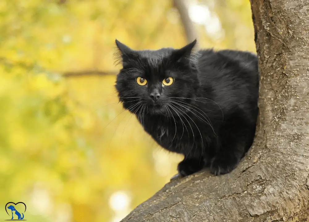 Black Ragdoll Cat photo