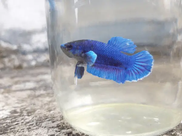 Blue Betta Fish photo