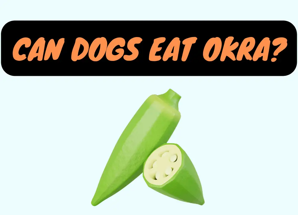 Can Dogs Eat Okra photo