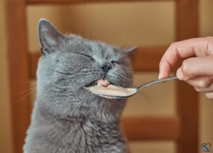 Read more about the article Can a Cat be Bulimic? Studying Myths and Facts