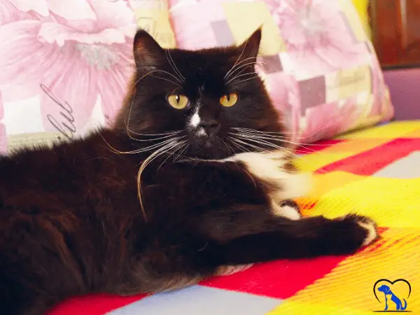 Cats Whiskers Turning Black photo 1