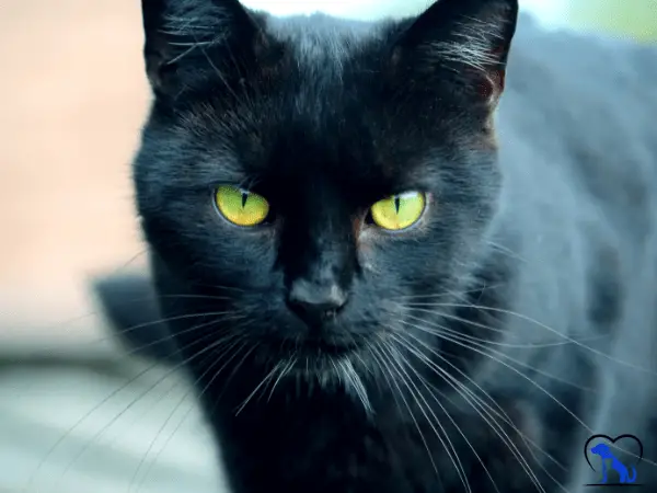 Cats Whiskers Turning Black photo 2