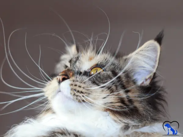 Cats Whiskers Turning Black photo 3