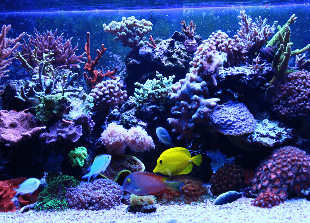 Corals For Reef Aquarium photo