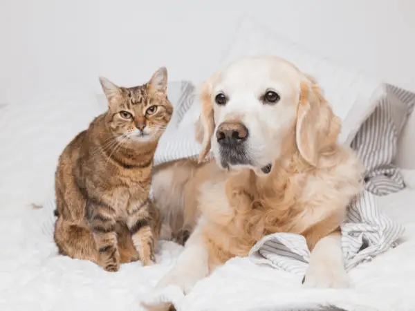 Creating a Pet-Friendly Environment in Your Strata Home photo 1