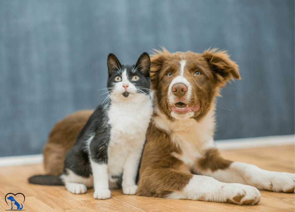 Creating a Pet-Friendly Environment in Your Strata Home photo