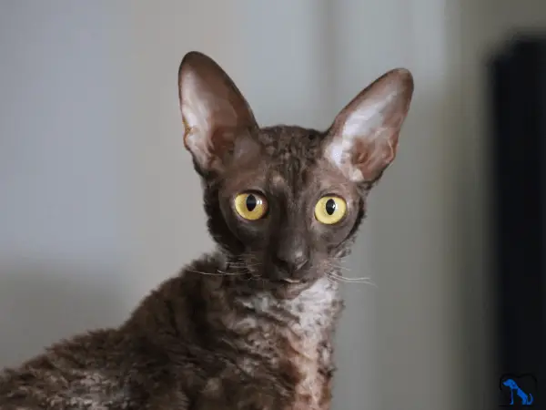 Curly-Haired Cat Breeds Cornish Rex photo