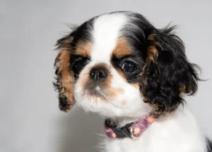 Read more about the article English Toy Spaniel: Care, Size, Diet, Lifespan, And More!