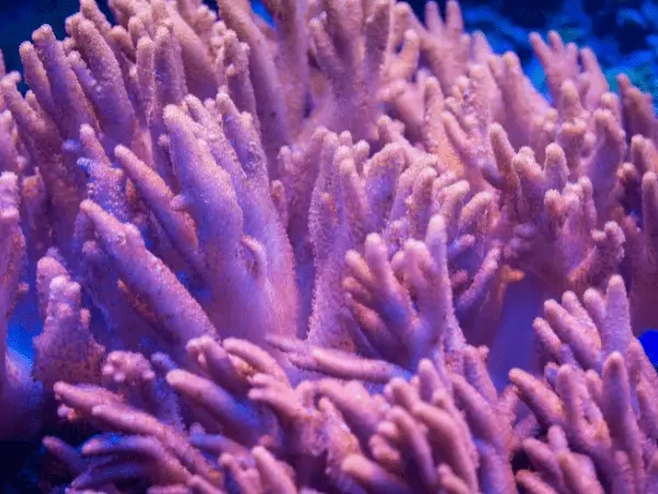Finger Leather Corals photo
