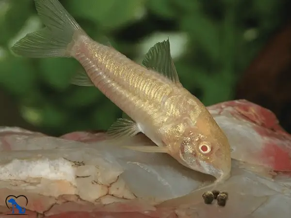 Fish eats Aqueon Shrimp Pellets photo 