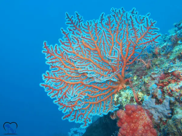 Gorgonians Corals photo