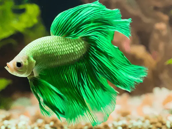 Green Betta Fish photo