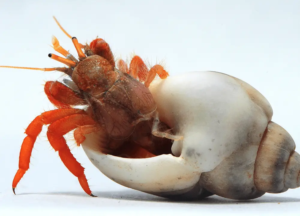 Hermit Crab Might Leave Its Shell photo