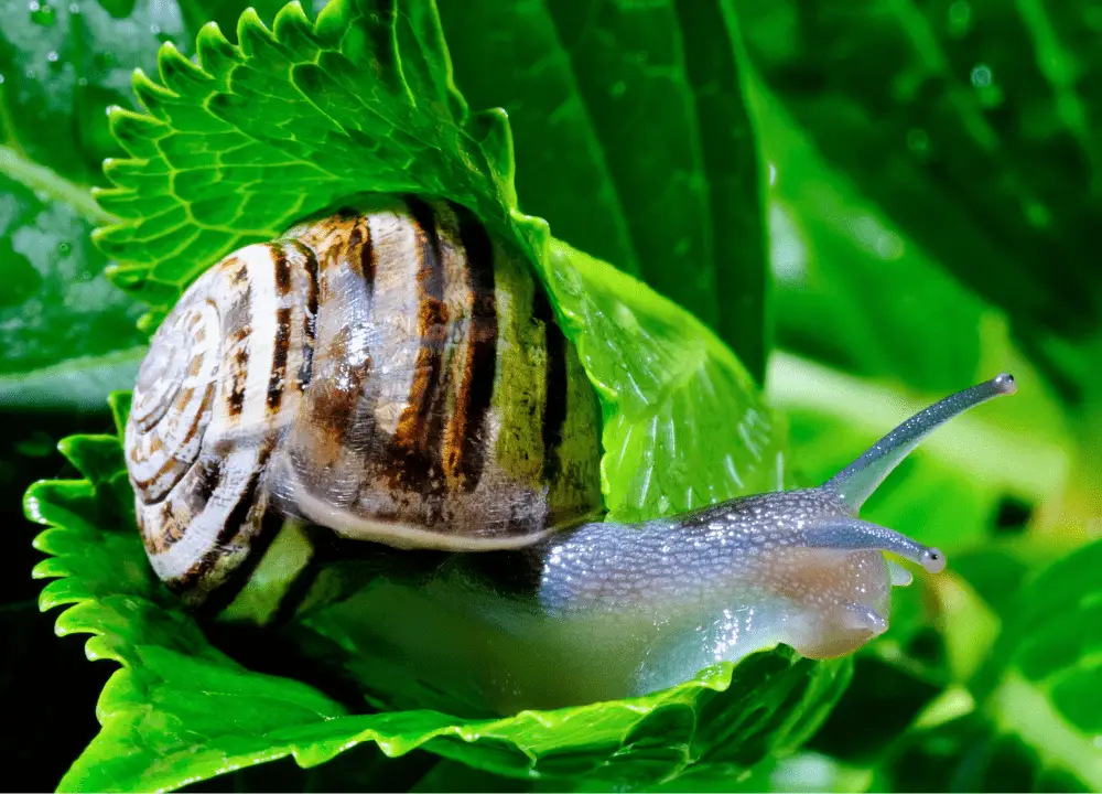How Long do Snails Live Life Expectancy Across Species Snails photo