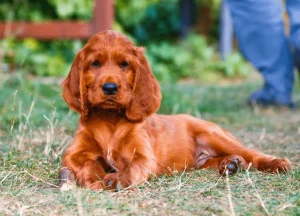 Read more about the article Green Isle Guardians: 7 Irish Dog Breeds and Their Heritage