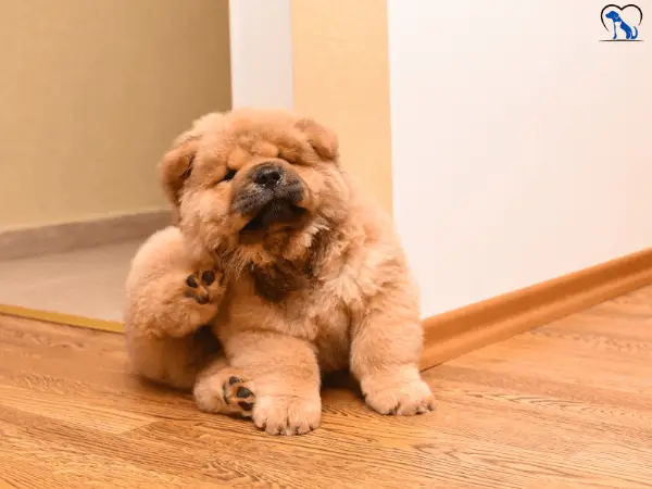 Is the Chow Chow suitable for seniors