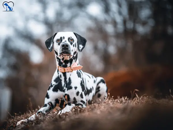 Is the Dalmatian suitable for seniors