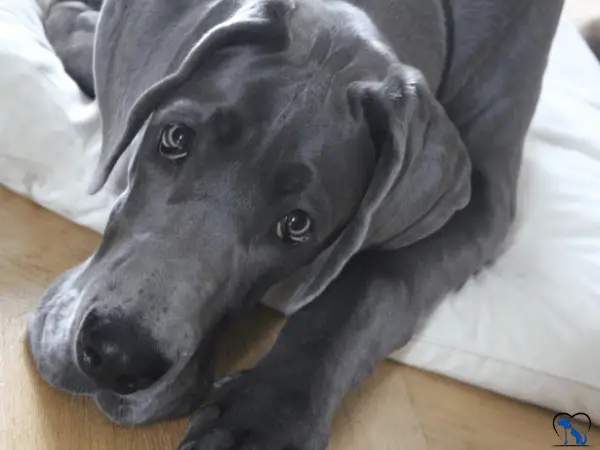 Is the Great Dane suitable for seniors