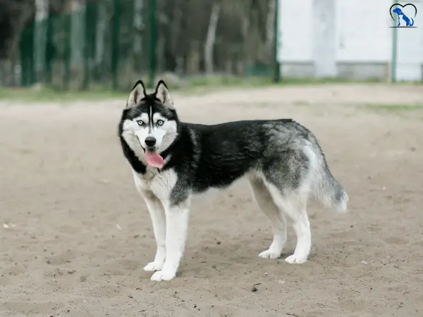 Is the Husky suitable for seniors