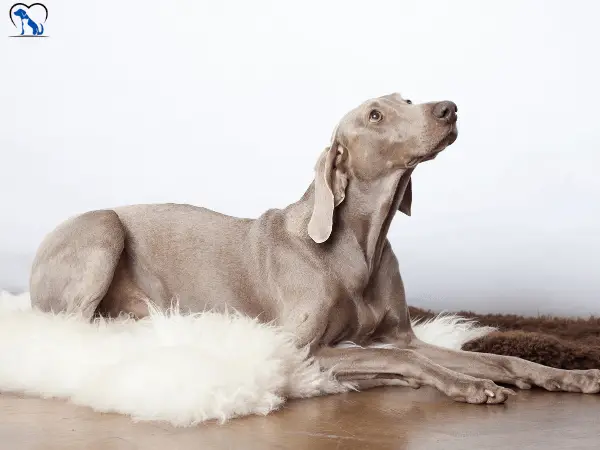 Is the Weimaraner suitable for seniors