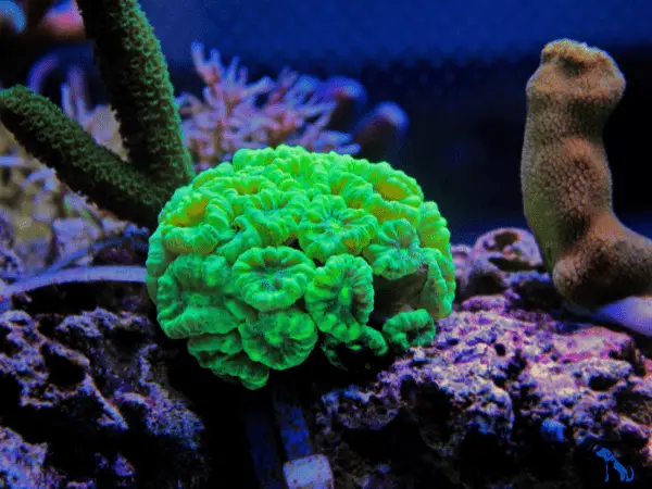 Lps Corals photo