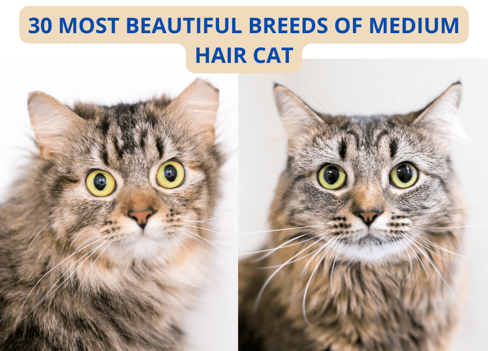 Medium Hair Cat photo