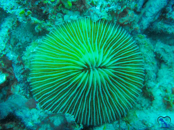 Mushroom Corals photo