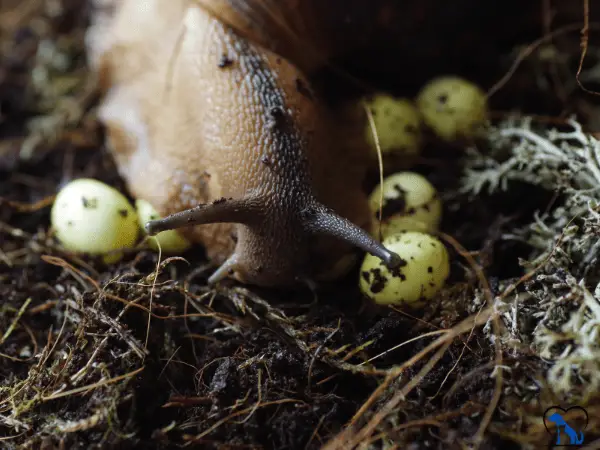 Mystery Snails Lay Eggs photo process 3