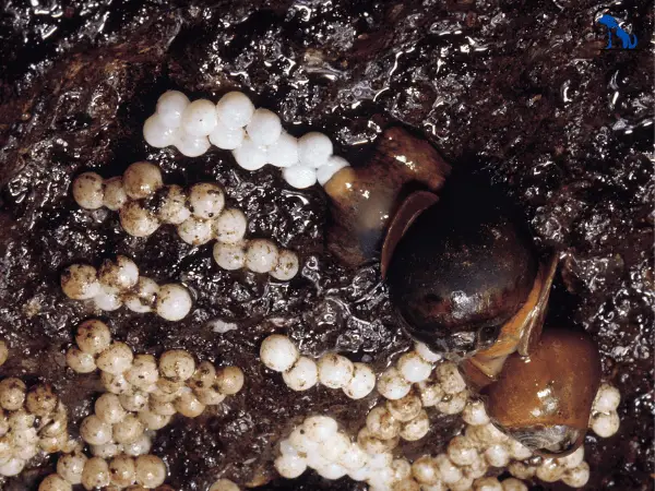 Mystery Snails Lay Eggs photo process