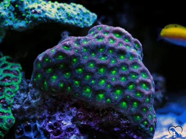 Pineapple Brain Coral photo