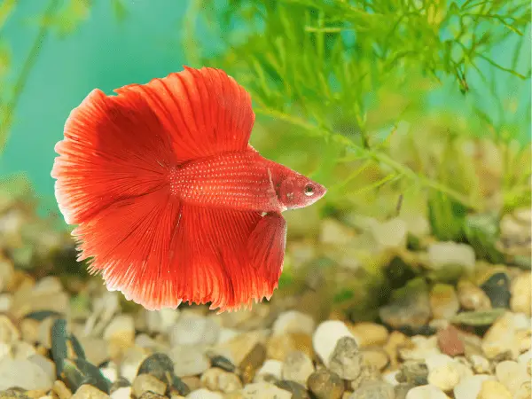 Red Betta Fish photo