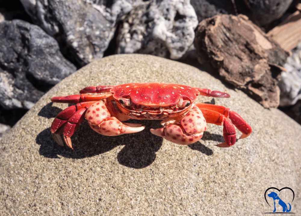 Red Claw Crabs photo