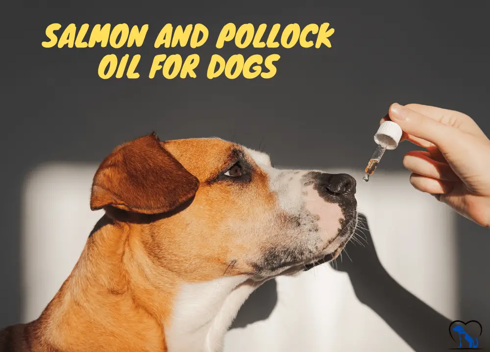 Salmon And Pollock Oil For Dogs photo