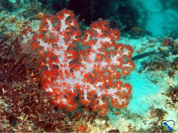 Soft Corals photo