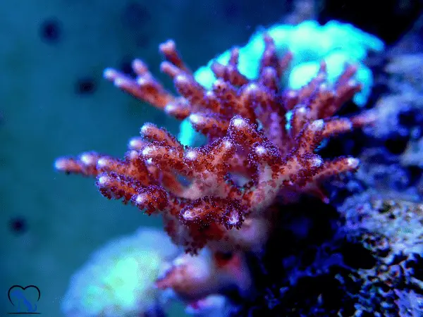 Sps Corals photo