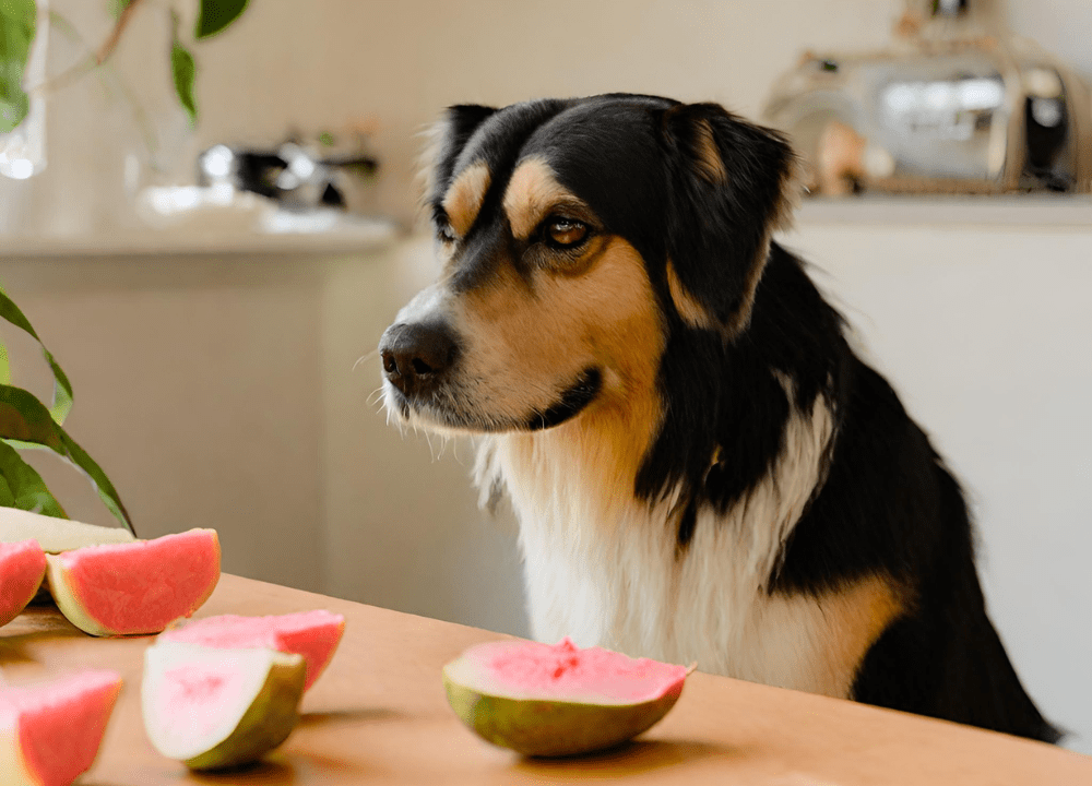 The dog looks at the guava pieces on the table photo