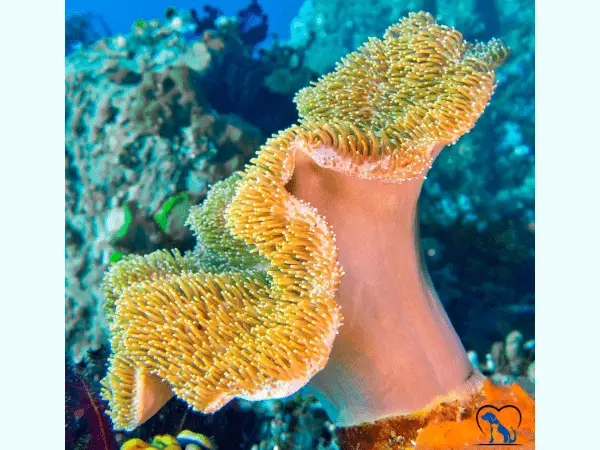 Toadstool Mushroom Coral photo
