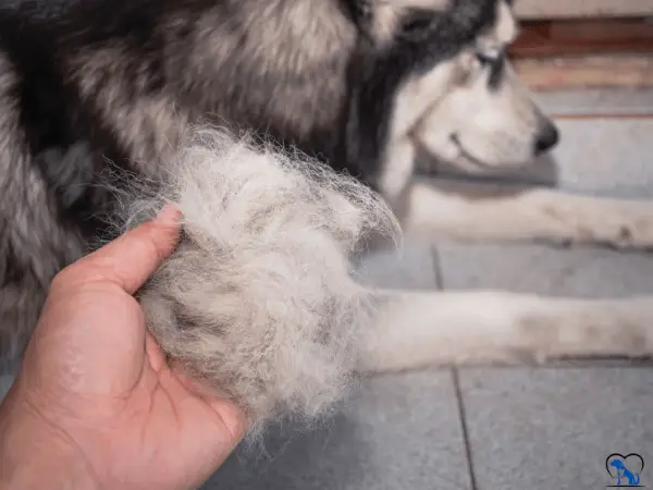 Vitamin A Deficiency Causes Hair Loss in Dogs photo