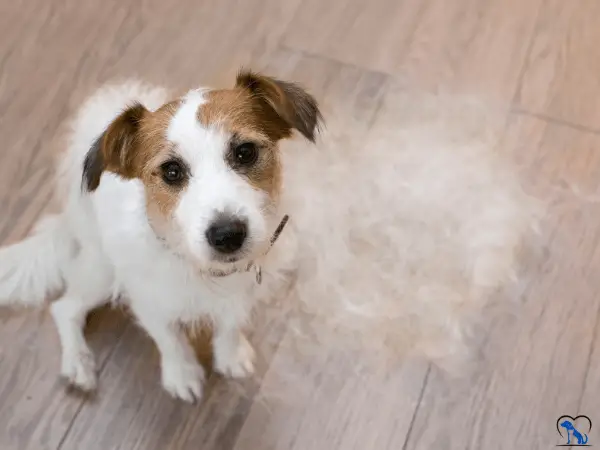 Vitamin E Deficiency Causes Hair Loss in Dogs