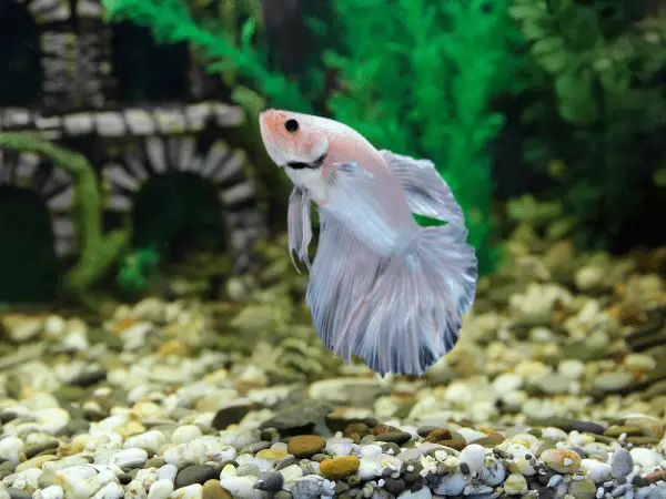 White Betta Fish photo