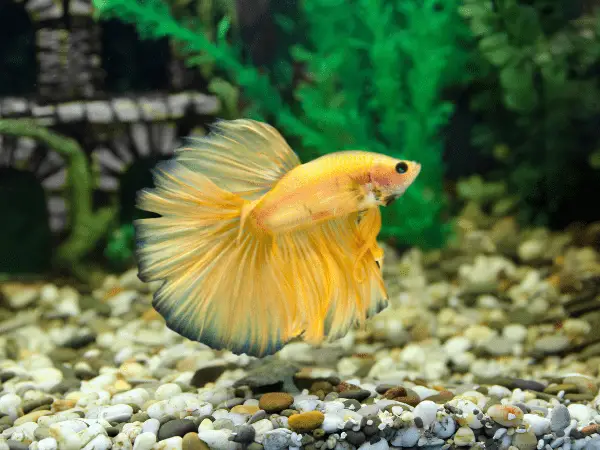 Yellow Betta Fish photo