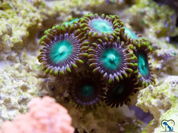 Zoanthids Corals photo