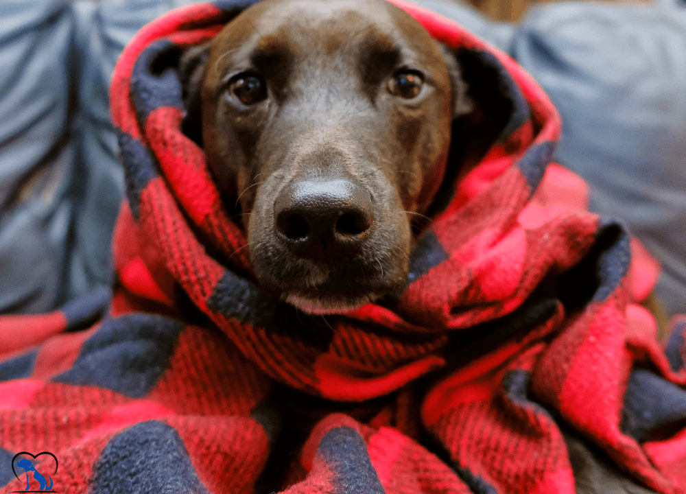 dog Blankets photo