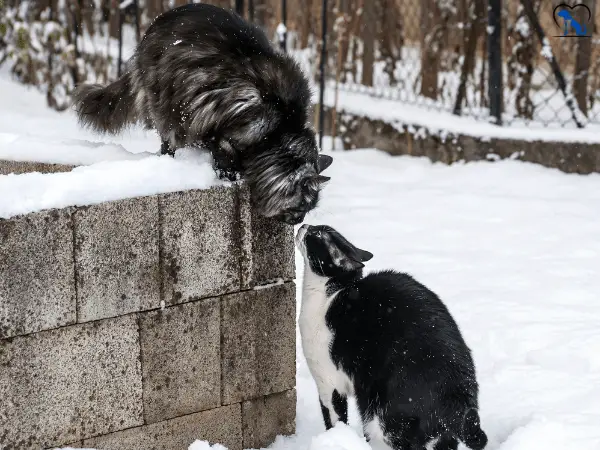 2 cats bite each other's neck photo 3