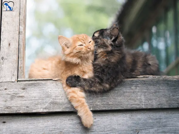 2 cats bite each other's neck photo