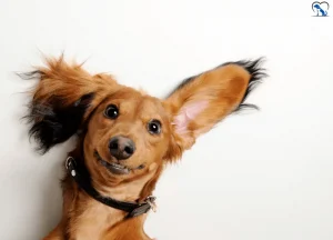 Read more about the article 5 Reasons Why do Dogs Flip Their Ears Inside Out